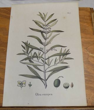 1832 Medicinal Plant Color Print///european Olive,  Or Olea Europea