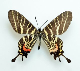 Lepidoptera Bhutanitis Mansfieldi Ssp.  From Sichuan