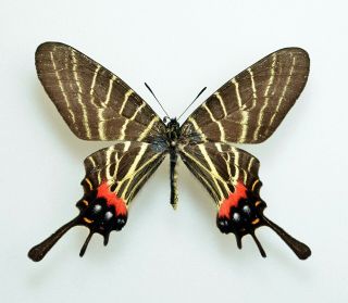 Lepidoptera Bhutanitis Thaidina Ssp.  From Sichuan 2