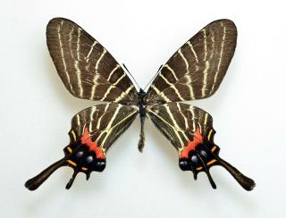 Lepidoptera Bhutanitis Thaidina Ssp.  From Sichuan