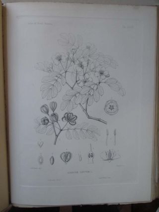 Vintage Print,  Plate 28,  Lignum Vitae,  Silva,  Trees,  1st Ed.  C1900