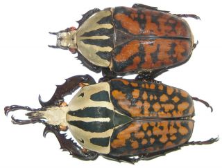 Cetoniinae Mecynorrhina Oberthuri Decorata Pair A1 Male 63mm (tanzania)