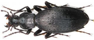 1.  Carabidae - Carabus (apotomopterus) Tanakaianus …female