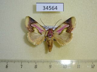 34564p Noctuidae Acontia Viettei Madagascar