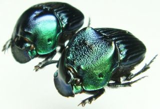 Insect - Phanaeus Amithaon - Mexico - Medium Pair 18mm,  / -.