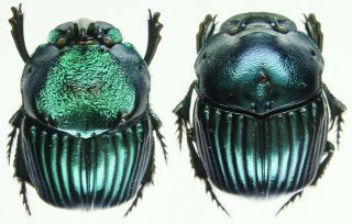 Insect - Phanaeus amithaon - Mexico - Medium Pair 18mm,  / -. 2