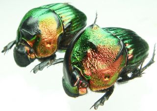 Insect - Scarabaeidae Phanaeus Mexicanus - Mexico - Large Pair 23mm,  / -.