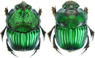 Insect - Scarabaeidae Phanaeus Achilles - Fn.  Peru - Medium Pair.