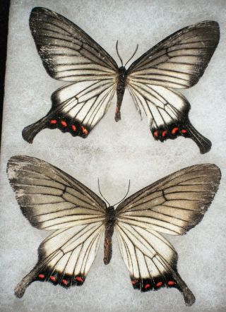 Insect/moth/ Moth Ssp.  - Pair 2 1/4 "