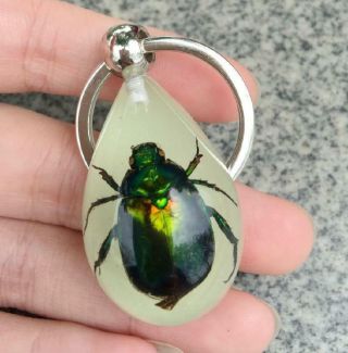 12pc Design Real Green Beetle Insect Glowing In Dark Drop Key - Chains