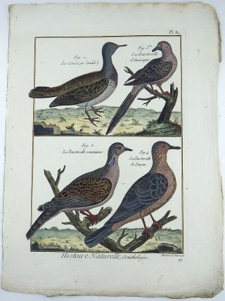 1790 Folio Bonnaterre - Doves - Fine Hand Colored Engraving