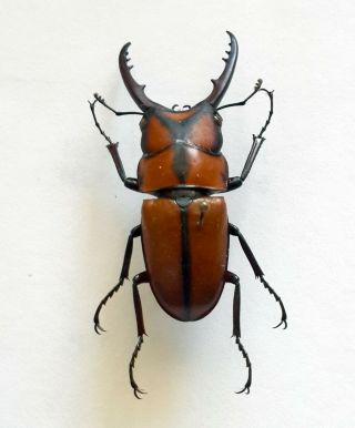 Rare Lucanidae: Prosopocoilus Suturalis Male 41,  Mm,  Chiang Rai,  Thailand A1