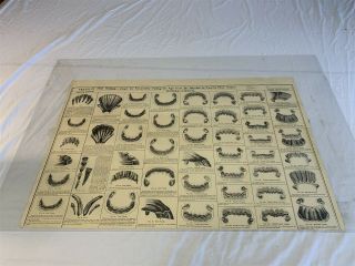 Vintage 1983 Teeth Of A Horse Veterinary Poster Chart For Accurately Telling Age