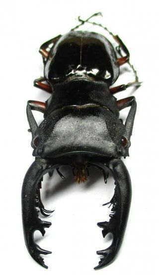 006 Pa : Lucanidae: Odontolabis Imperialis Komorii Male 67.  5mm Very Large