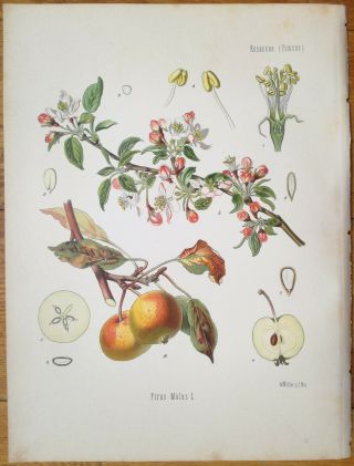 Koehler: Large Chromo Medicinal Plants Apple Tree 1887