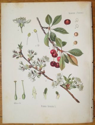 Koehler: Large Chromo Medicinal Plants Cherry 1887