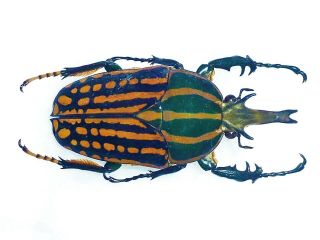 Chelorrhina Romyae Male Huge Xxl Size 62mm,  Cetonidae Cameroon