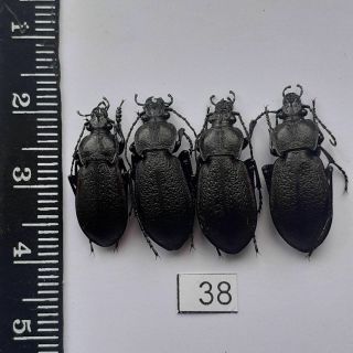 Insect.  Beetles,  Carabidae,  Carabus Estreicheri