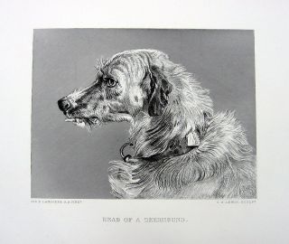 Scottish Deerhound Red Deer Hunting Dog,  1878 Edwin Landseer Art Print Engraving