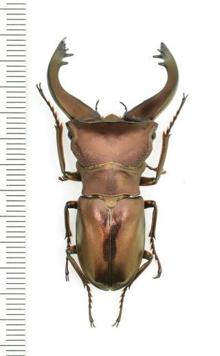 Lucanidae Cyclommatus Speciosus Anepsius? 50mm From Vella Lavella