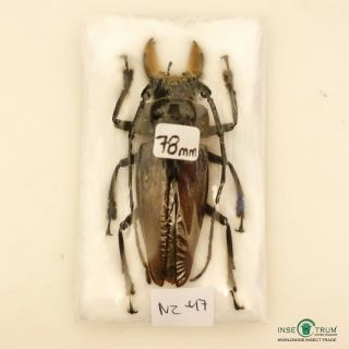 Cerambycidae - Callipogon Barbatus Male | Q.  Roo,  Mexico | A1,  78 Mm - N2 - 47