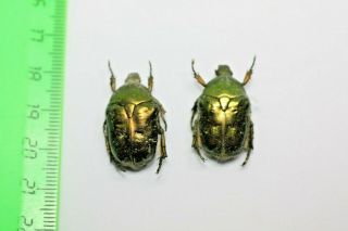Insect Beetles Scarabaeidae Cetoniinae 2 Protaetia Mandschuriensis Prymorie Ru