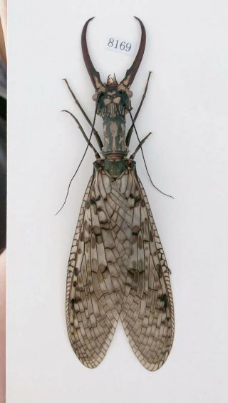 Acanthacorydalis Orientalis 127mm From Yuexi Anhui China No.  8169