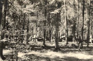 Wwii Org German Army Large Rp - Soldier - Panzer Tanks Take Cover In Woods - Russia