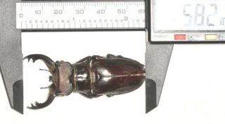 Lucanidae Lucanus Langi 58.  2mm Tibet
