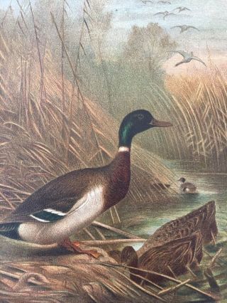 Antique Mallard Duck Print 1898 Color Chromolithograph Print Natural History