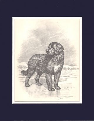 Newfoundland Dog Print By Edwin Megargee Lg 1953 11 X 14 Double Matted