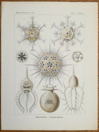 Ernst Haeckel: Kunstformen Phaeodaria (no.  1) 1st.  Edition - 1900