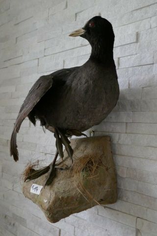 Old Vintage Lovely Coot Taxidermy Collectors Papers About 1970