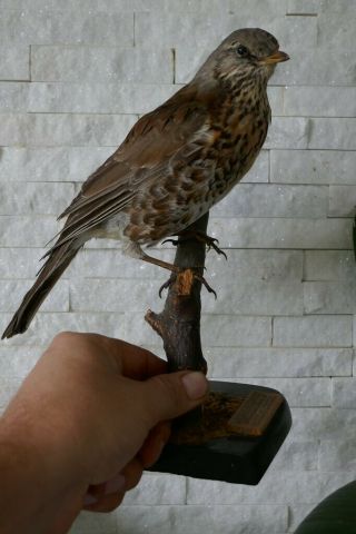 Old Lovely Vintage Fieldfare From 1948 Taxidermy Collectors Papers