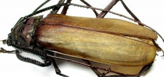 G001 El : Cerambycidae: Prioninae: Macrophysis Luzona Male 93.  5mm
