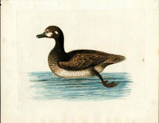 1743 George Edwards Bird Print Hand Color Brown & White Duck