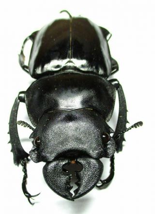 R - 006 El : Lucanidae: Odontolabis Fratellus Male 58mm