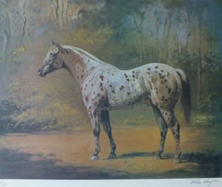 Helen Hayse " Appaloosa Stud " Hand Signed Numbered Horse Lithograph