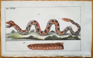Wilhelm Handcolored Print Amphibian Rattlesnake 2 Prints - 1800