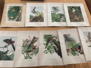 Louis Agassiz Fuertes 1902 Set Of 9 Antique Bird Lithograph Prints