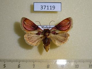 37119p Noctuidae Acontia Gloriosa F Madagascar