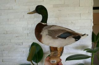 Old Lovely Vintage Premium Mallard Duck Taxidermy Collectors About 1970