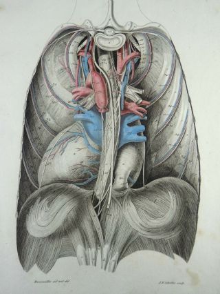 1807 Rosenmuller Anatomy Huge 42 Cm Hand Color Masterpiece Medical Illustration