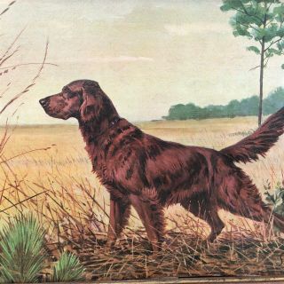 VINTAGE 1950 ' S IRISH SETTER SAVITT DOG HUNTING LITHO WINDE FINE PRINTS 3