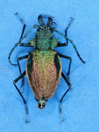 Cerambycidae Psalidognathus Superbus Female 45mm A1,  From - Peru