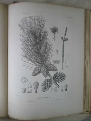 Vintage Print,  Pl 583,  Spruce,  Cedar Pine,  Silva,  Trees,  1st Ed.  C1900