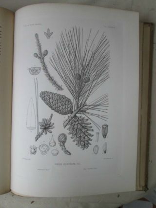 Vintage Print,  Pl 587,  Yellow,  Short Leaved Pine,  Silva,  Trees,  1st Ed.  C1900