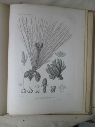 Vintage Print,  Pl 591,  Slash,  Swamp Pine,  Silva,  Trees,  1st Ed.  C1900