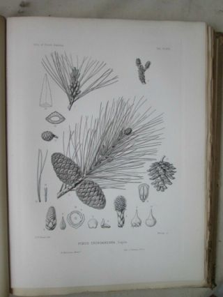 Vintage Print,  Pl 566,  Yellow Pine,  Silva,  Trees,  1st Ed.  C1900