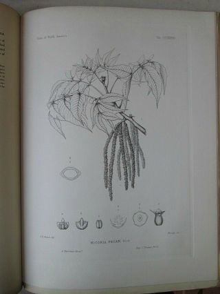 Vintage Print,  Plate 338,  Pecan,  1st Ed,  C1900,  Silva,  Trees